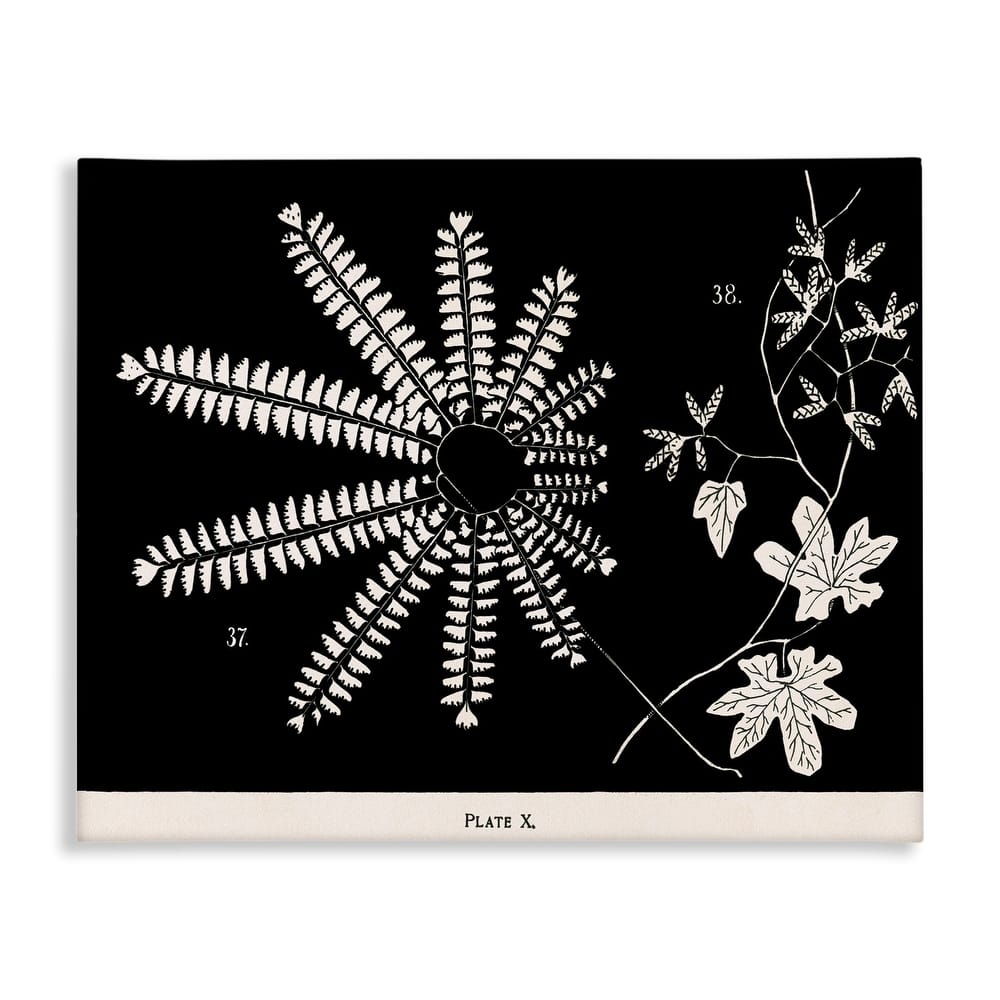 Stupell Ferns & Leaves on Black Canvas Wall Art Design By Phillipa Katz