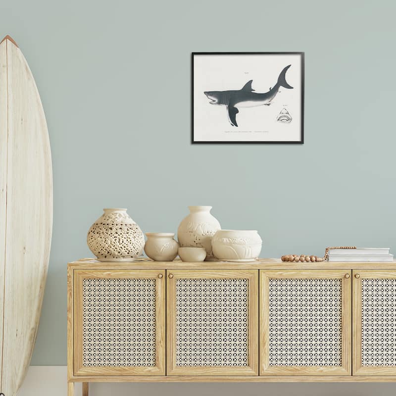 Stupell Detailed Shark Diagram Framed Giclee Art Design By Phillipa Katz