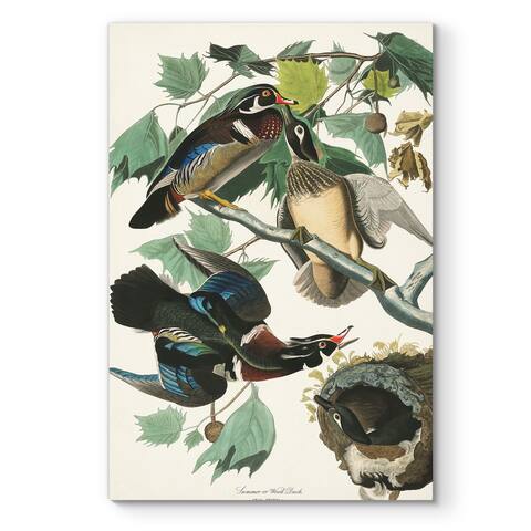 Pl 206 Wood Duck -Premium Gallery Wrapped Canvas