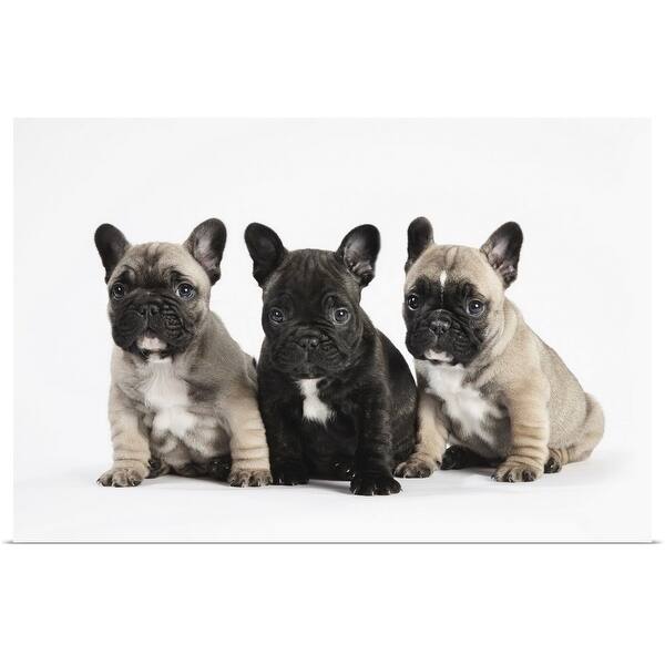Shop Pedigree Puppies Poster Print Overstock 16448839
