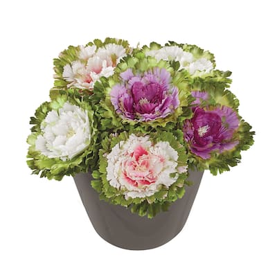 Artificial Cabbage Rose Floral Stems, Set of 6 - NO SIZE