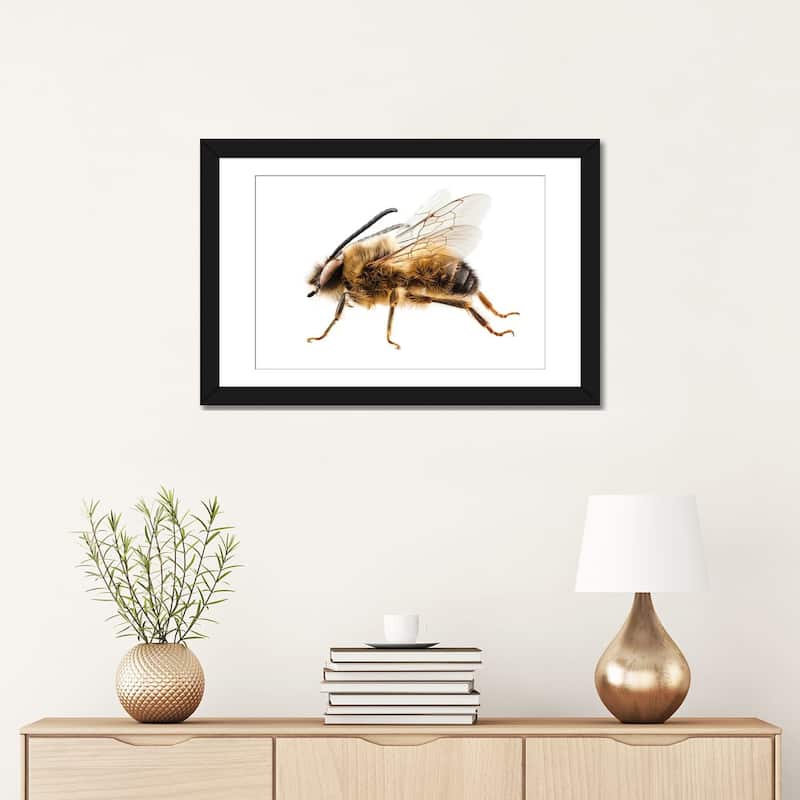 iCanvas "Bee Species Eucera Longicornis Common Name Solitary Miner Bee" by Paul Rommer