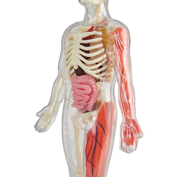 squishy skeleton toy