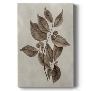 Arbor Specimen III Premium Gallery Wrapped Canvas - Ready to Hang - Bed ...
