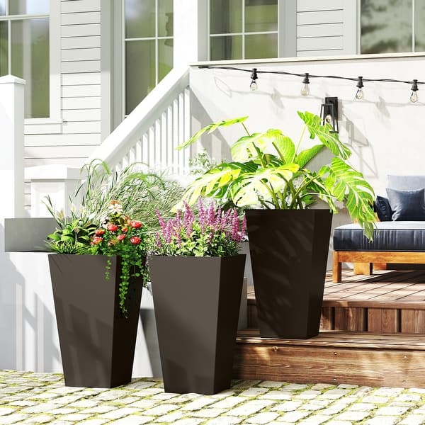 black and gold snake plant Sansevieria Trifasciata 