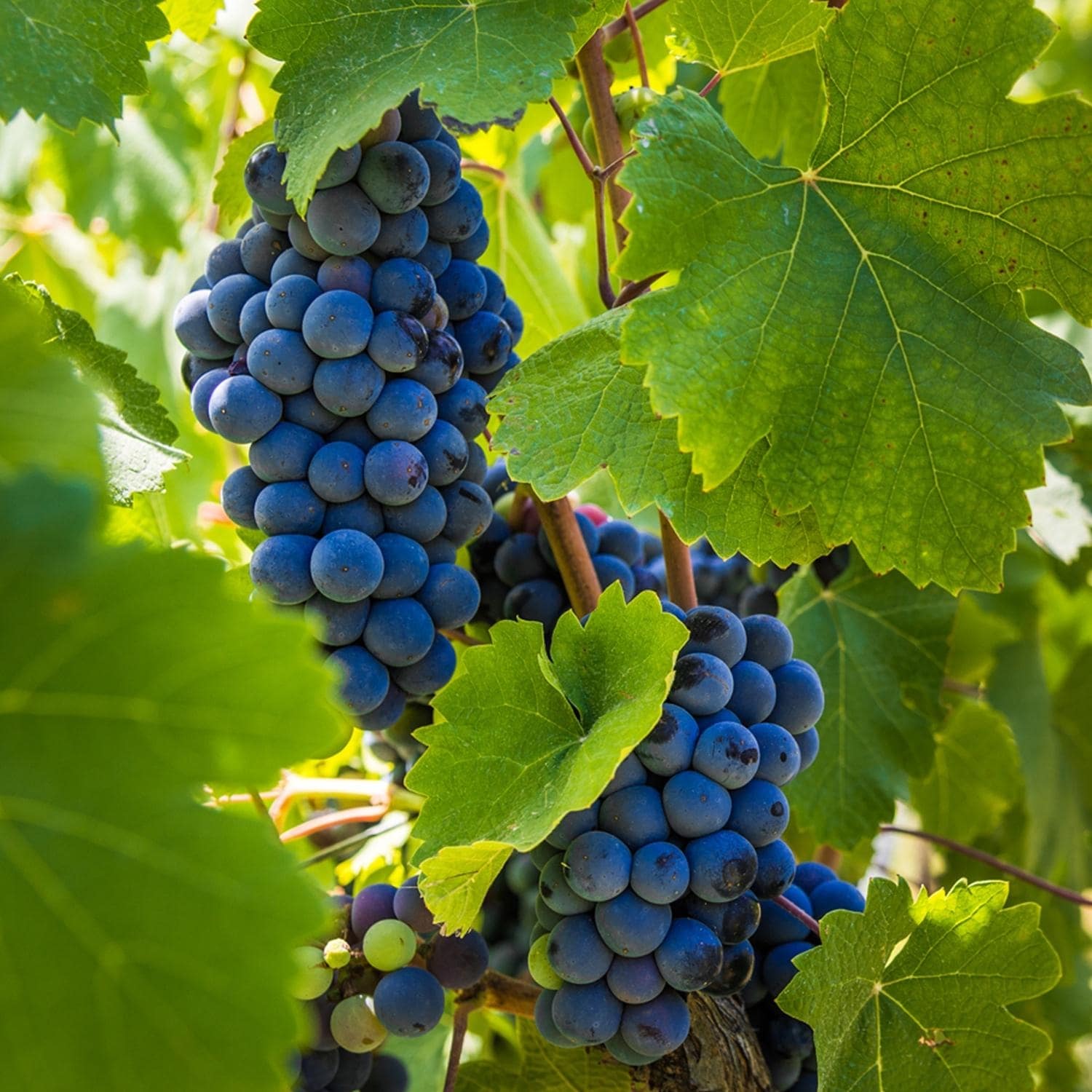 Van Zyverden Premium Grafted Bareroot Grape Vine Cabernet