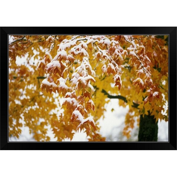"Snow on autumn color leaves, Oregon, united states, " Black Framed Print