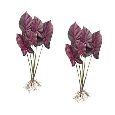Caladium Plant (Set of 2)