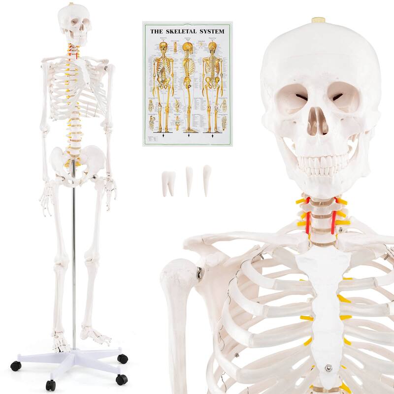 Costway 70.8" Life Size Human Skeleton Model Anatomical Skeleton with - as pic shows - See Details