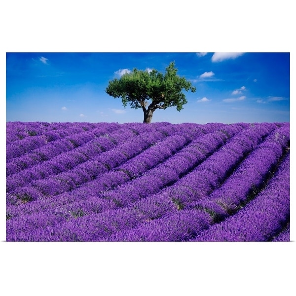 "Lavender field in summer with one tree. Haute Provence, France" Poster Print