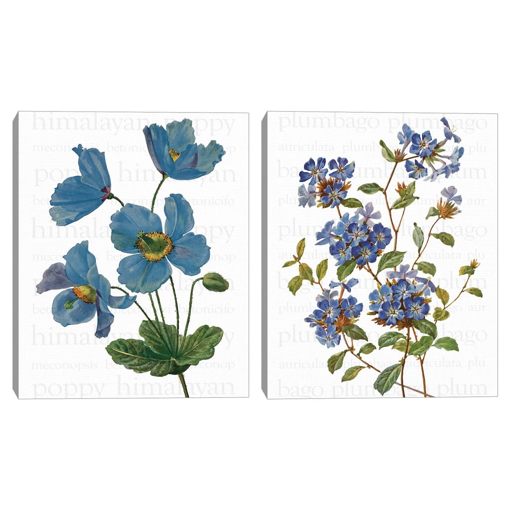 Himalayan Blue Poppy & Chinese Plumbago Text Canvas Art Prints