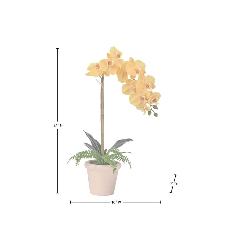 24" Pe Phalaenopsis And Fern In Terracotta Pot