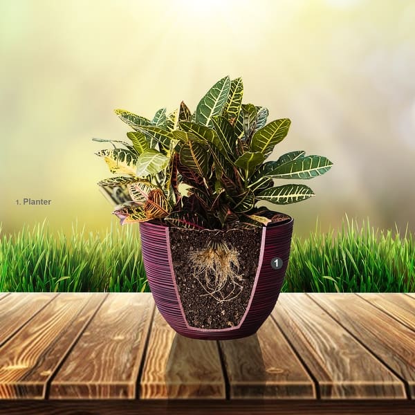 terrarium plant seeds Cactus & Succulent Terrarium Grow Kit by Unique Gardener - DIY Indoor Hanging or Standing Garden Starter Set