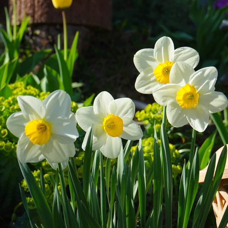 White Lion Double Daffodil Flowers - 12 Bulbs - Spring Blooming White & Yellow Narcissus - Attracts Butterflies & Bees