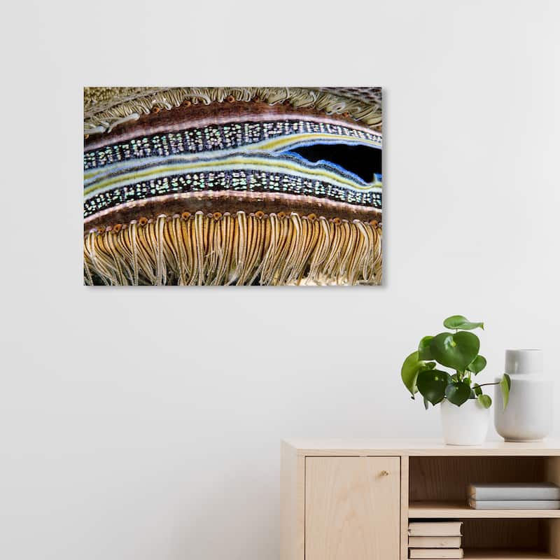Wynwood Studio Nautical and Coastal David Fleetham - Coral Boring Scallop Brown and Nautical & Coastal Wall Art Canvas Print - 20 x 30