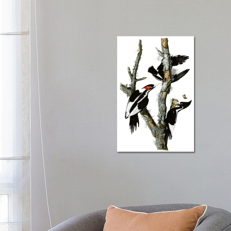 iCanvas "Ivory-billed Woodpecker, 1829" by John James Audubon Canvas Print - 26x18x1.5