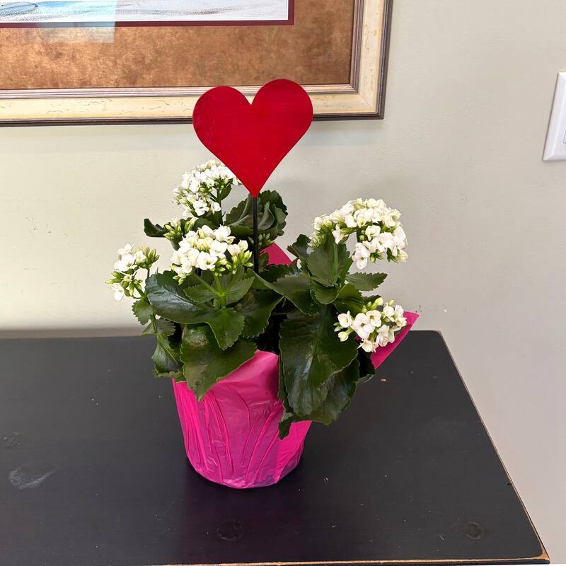 14.5" Iron Heart Shape Garden Planter or Garden Floral Stake, Set of 6