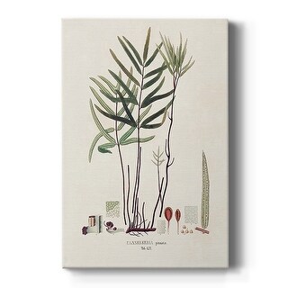 Botanical Society Ferns XI Premium Gallery Wrapped Canvas - Ready to Hang