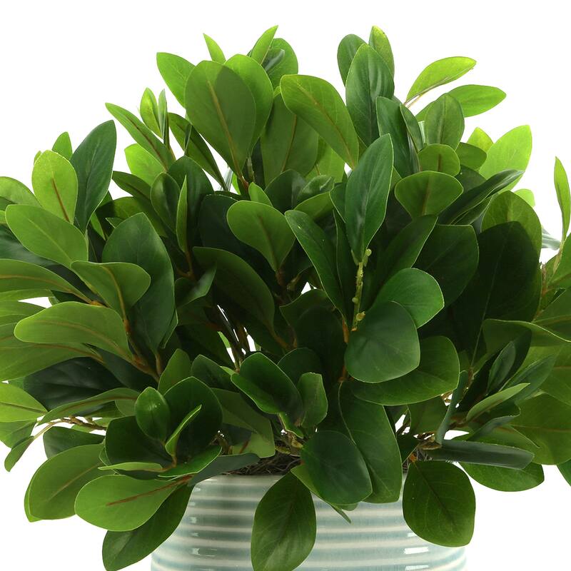 Peperomia Bush in Ceramic Pot