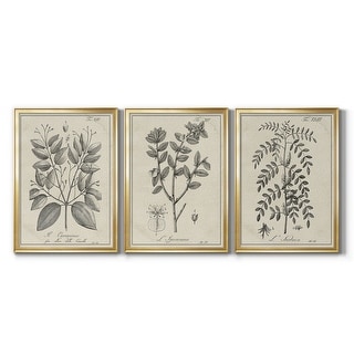 Antique Black & White Botanical VII Premium Framed Canvas - Ready to ...