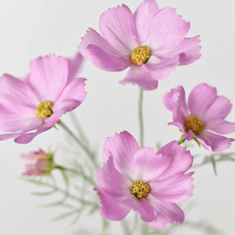 Pink Silk Decorative Artificial Cosmos(Pack of 1 Branch)