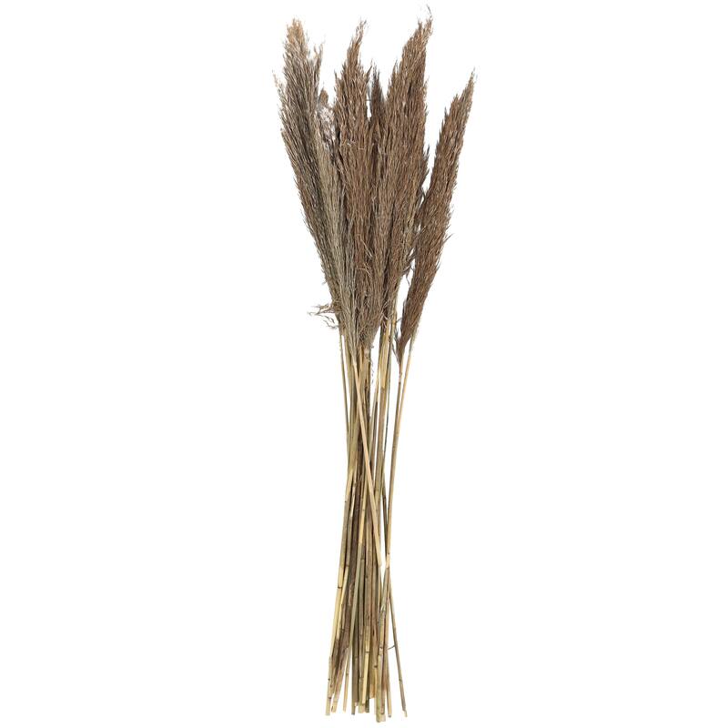 Brown Dried Plant Pampas Home Decor Natural Foliage with Long Stems