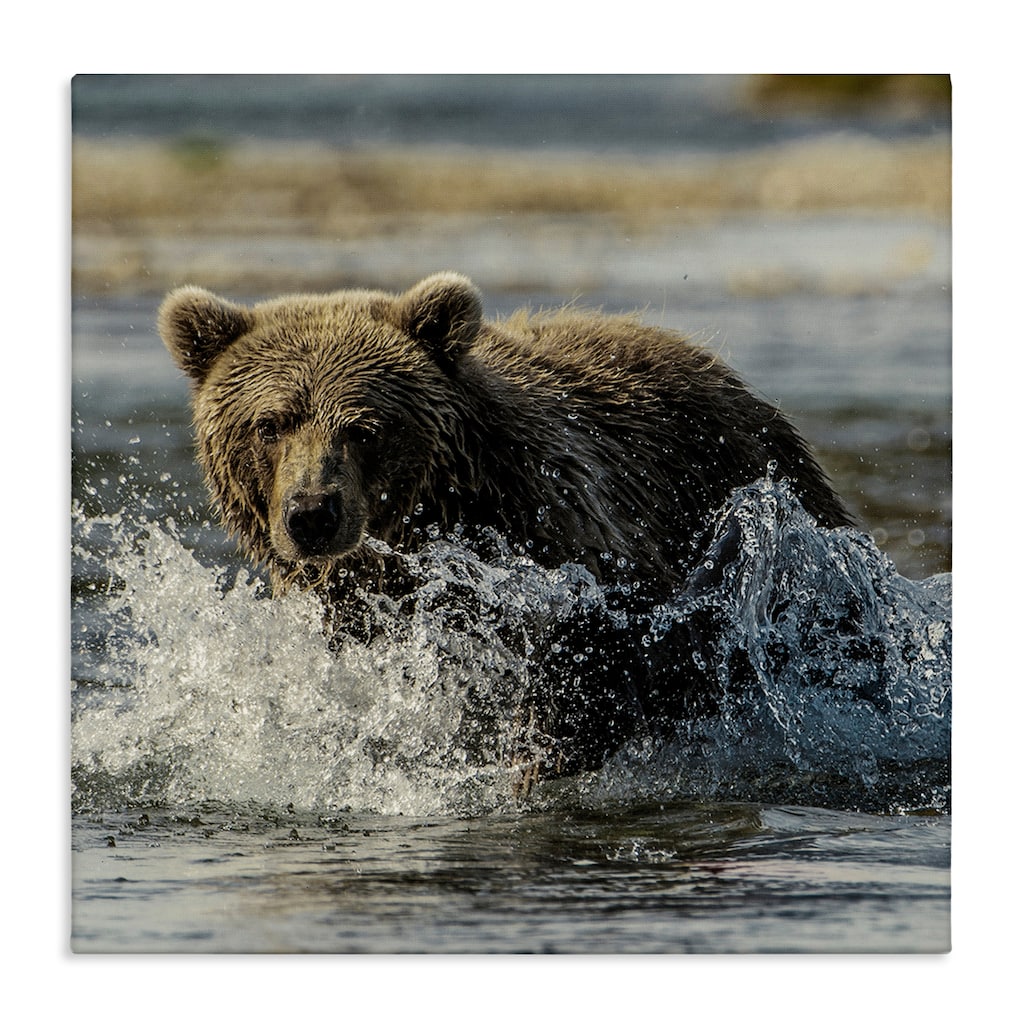 Stupell Bear Splashing in River Canvas Wall Art Design By Danita Delimont