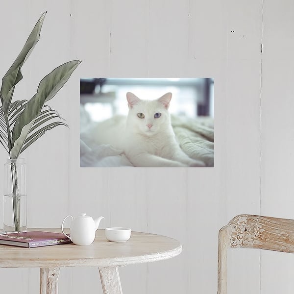 Shop White Cat Laying With Two Different Colored Eyes On Bed