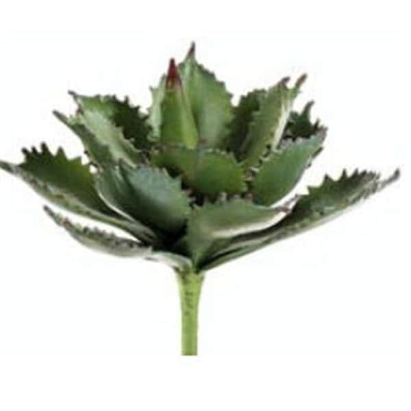 CS4451-GR 11 in. Succulent Plant Green- Case of 6
