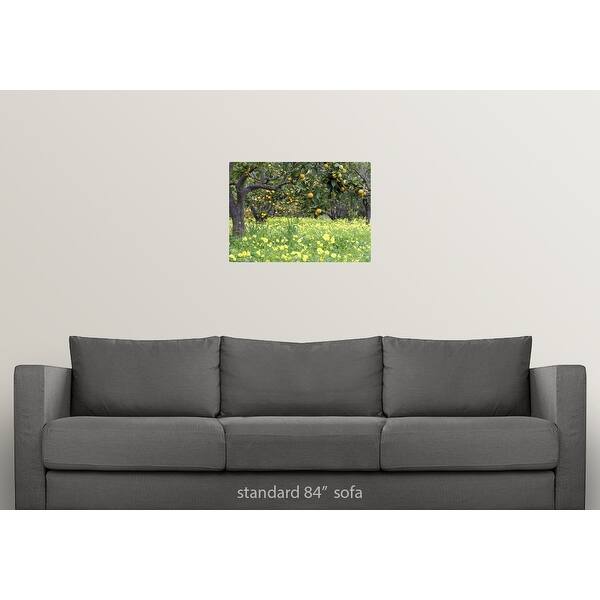 Shop Grove Of Orange Trees With Carpet Of Yellow Wildflowers