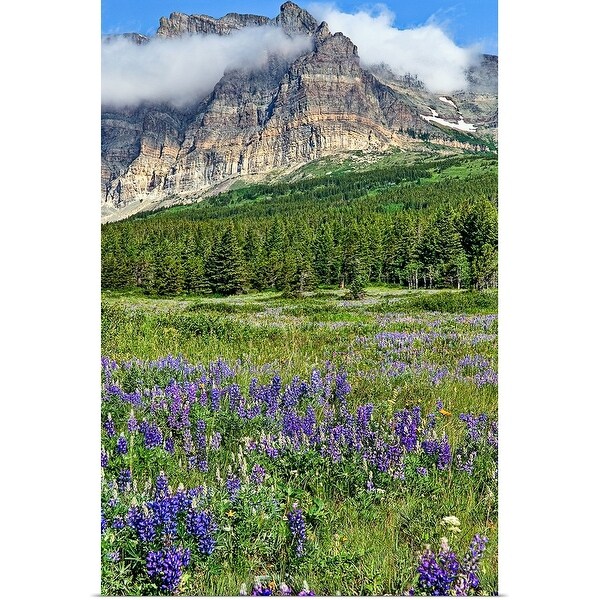 "Meadows of many glacier section of Glacier National Park are in full bloom with lupines." Poster Print