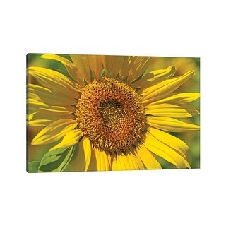 iCanvas "Golden Sunflower" by Brian Wolf Canvas Print - Bed Bath ...