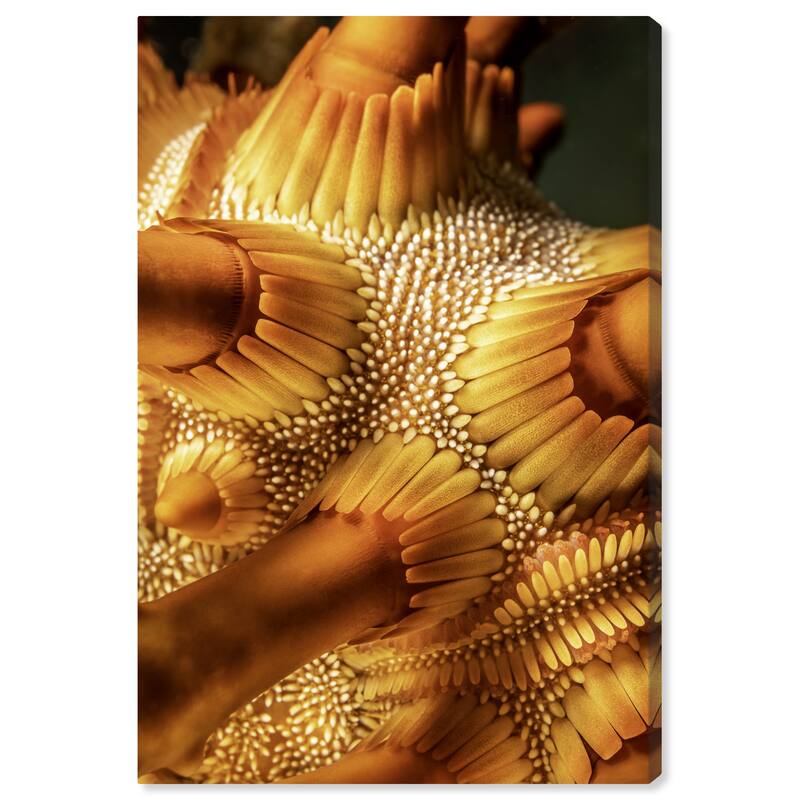 Wynwood Studio Canvas Animals David Fleetham - Rough Spined Urchin Orange and Amber Nautical & Coastal Wall Art Canvas Print