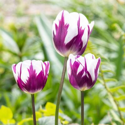 Blueberry Swirl Tulips - 20 Bulbs - Blue-Purple & White Flowers - Spring Garden Attracts Butterflies, Bees & Hummingbirds