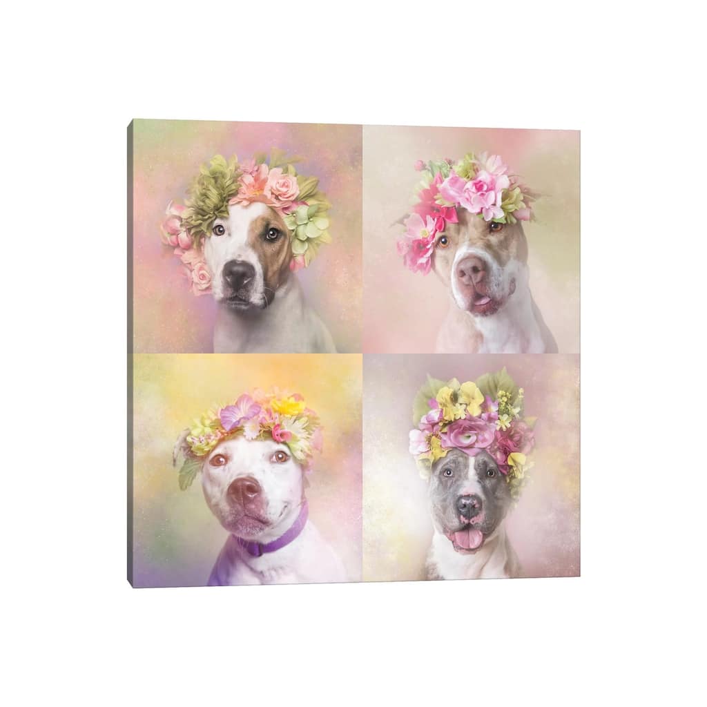 iCanvas "Pit Bull Flower Power, Chita, Bridie, Erica And Dice" by Sophie Gamand Canvas Print