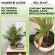 preview thumbnail 2 of 8, Admired by Nature 3' Artificial Paradise Palm Tree Plants (Set of 2)