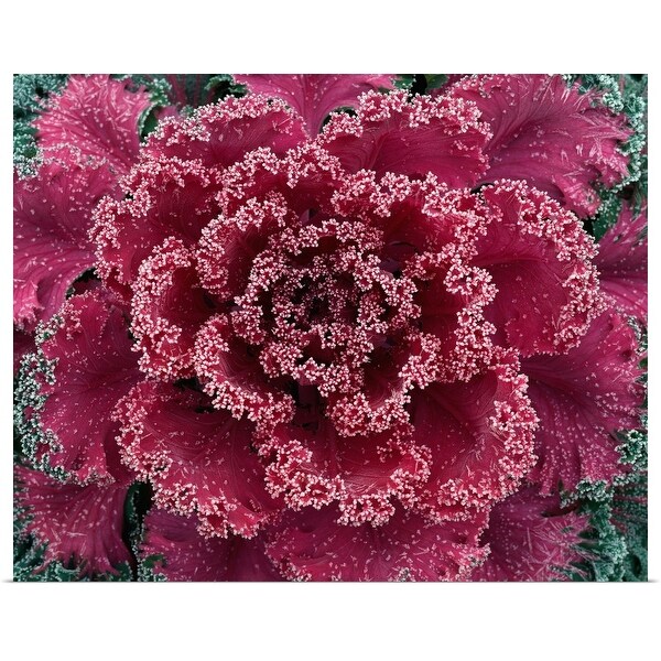 "Cabbage with frost" Poster Print