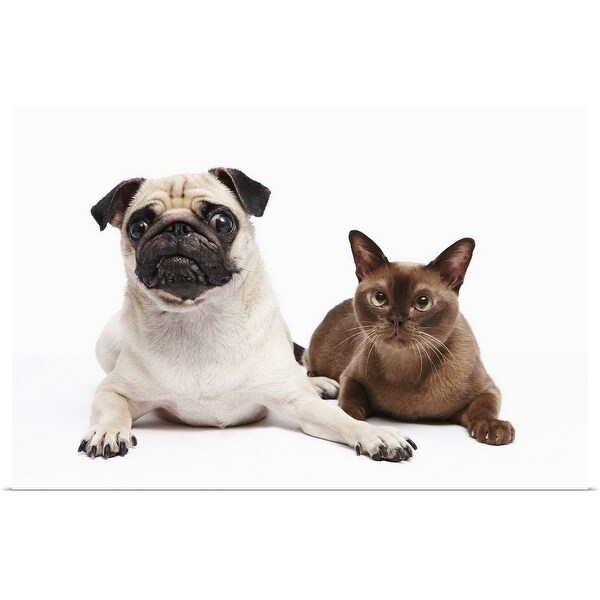 "Pug and Burmese cat" Poster Print