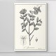 preview thumbnail 4 of 8, Antique Black & White Botanical-Premium Gallery Wrapped Canvas
