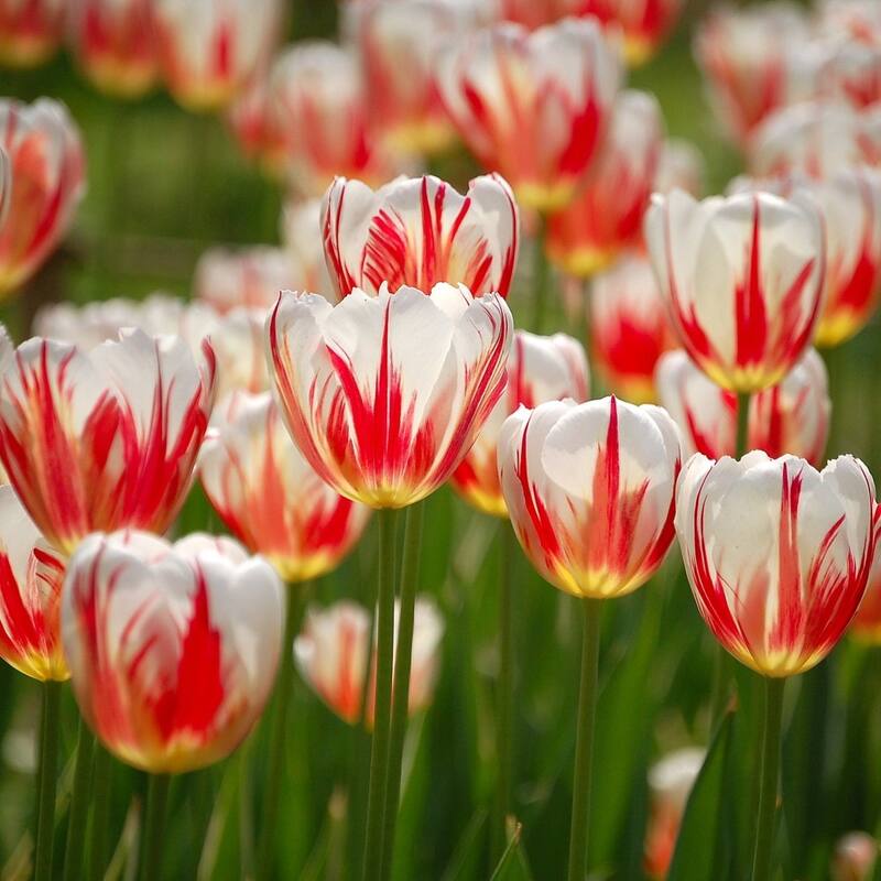 Sweet Sorbet Mixed Tulips - 24 Bulbs - Red, Pink & White Flowers Attracts Butterflies, Bees & Hummingbirds - 24 Bulbs