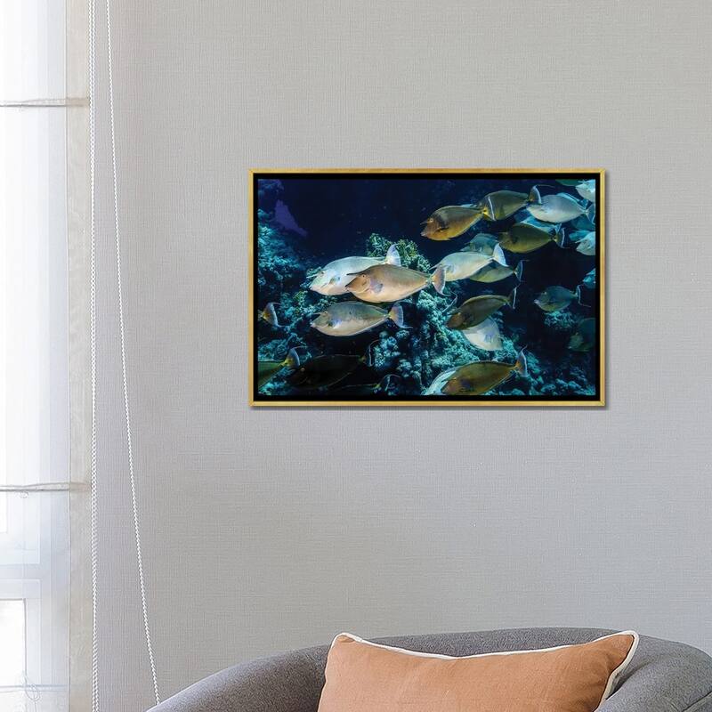 iCanvas "A School Of Unicorn Fish" by Brook Peterson Framed Canvas Print