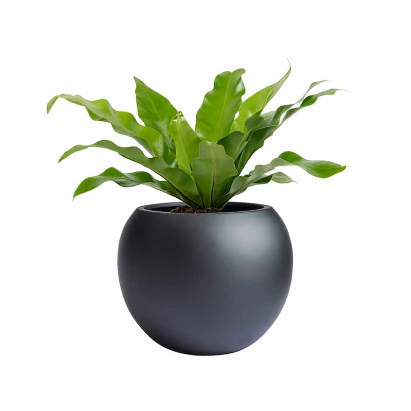 DreamPatio Riverside Fiberstone Composite Ball Planter for Indoor/Outdoor - Smooth Automotive 2K Coating