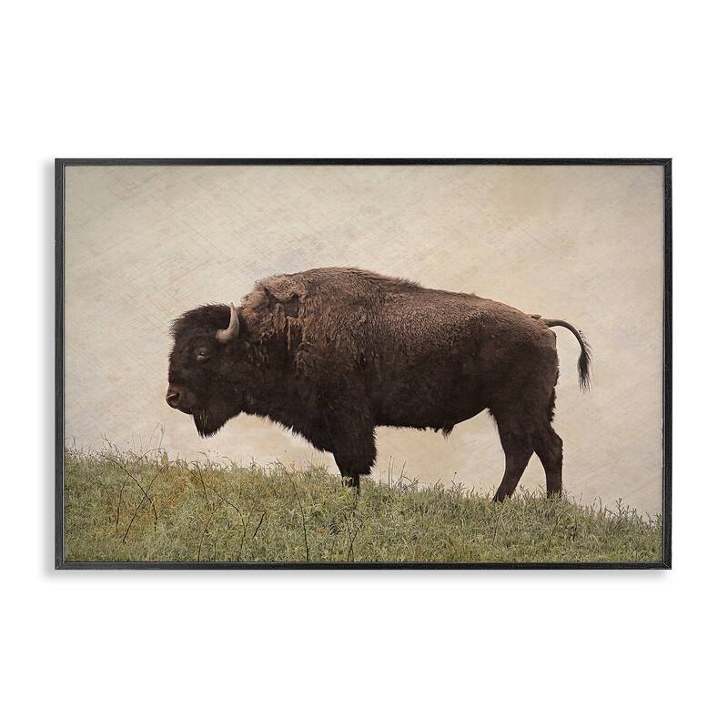 Stupell Serene Buffalo on Country Hill Framed Giclee Art Design By Steve Toole - 30 x 20 - Black