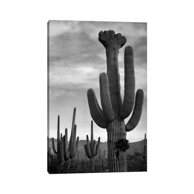 iCanvas "Saguaros, Saguaro National Monument" by Ansel Adams Canvas Print
