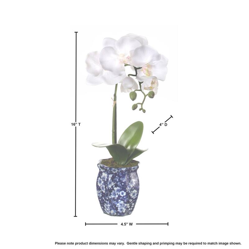 Potted Phalaenopsis In Ming Pot 16"