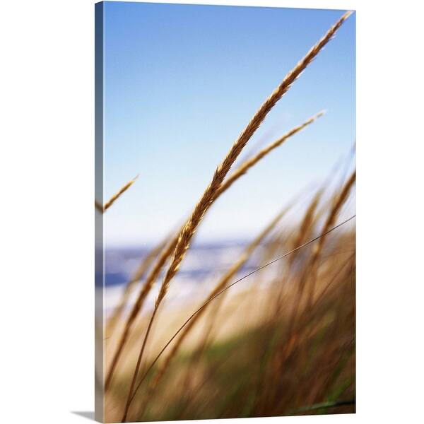 Shop Wheat Grass At Lake Park Point Beach Duluth Mn Canvas