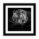 preview thumbnail 1 of 18, iCanvas "Tiger In Water, Black & White" by Lukas Holas PFA Black - 24x24x1