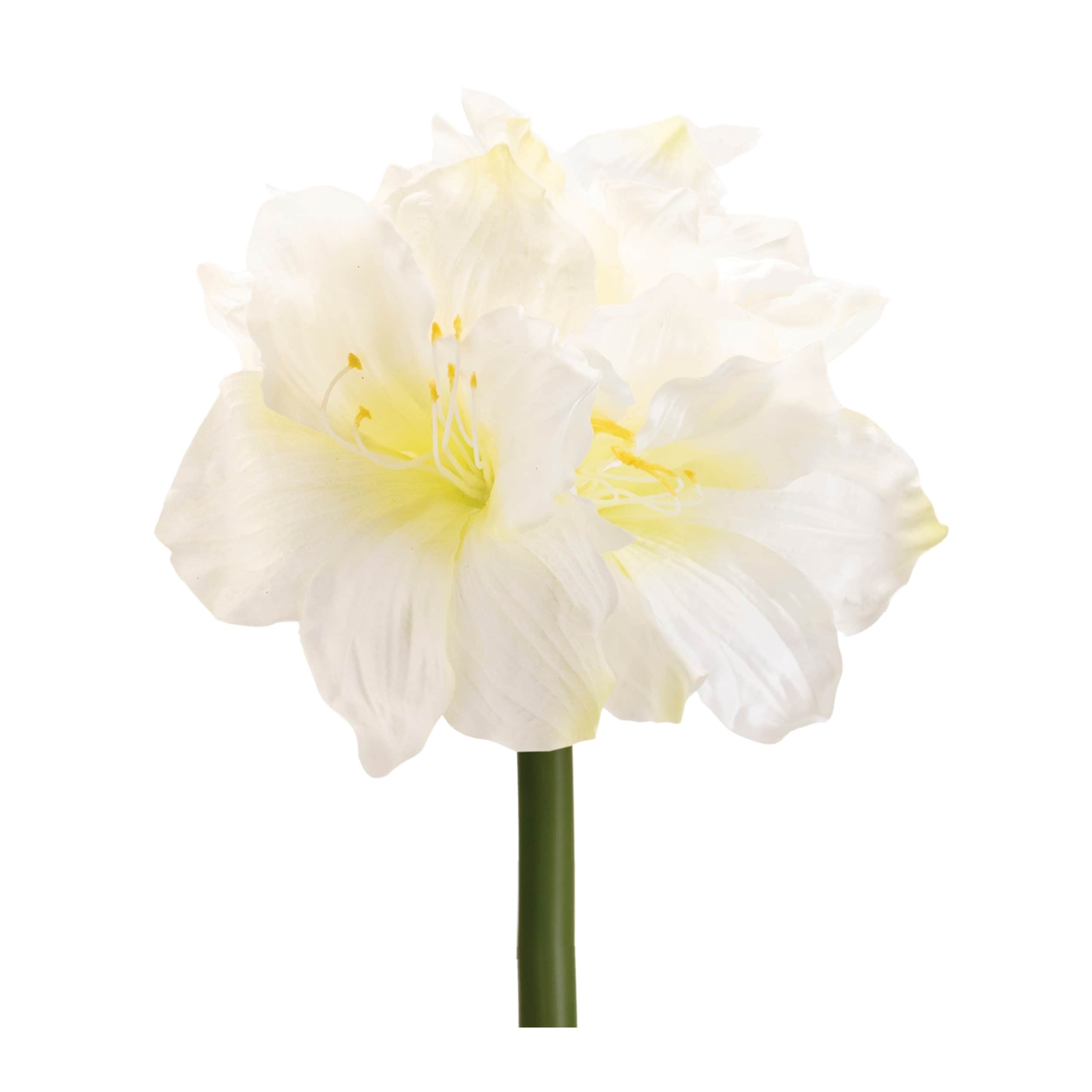 Amaryllis Elegance - Set of 6
