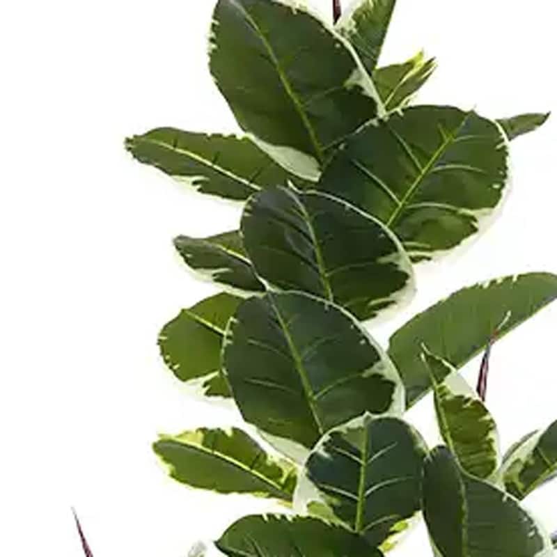 HomeRoots 73" Green Artificial Rubber Tree in a Black Pot - 6.69 in. x 72.83 in. x 6.69 in.