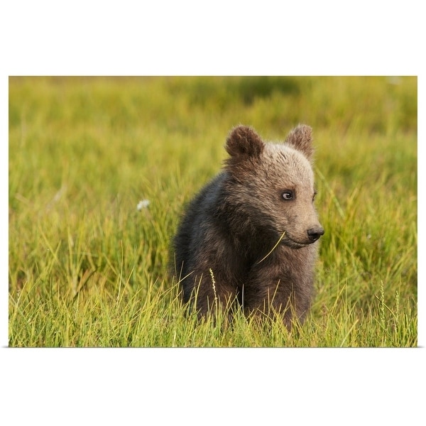 "Brown bear cub, Alaska" Poster Print
